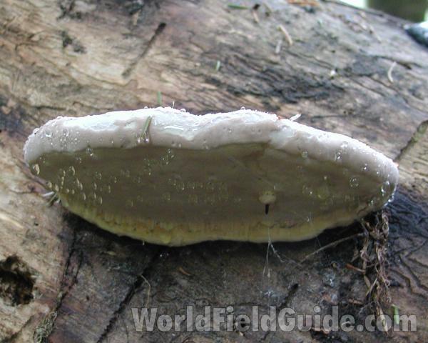 Side View in  Habitat<br>(Location of Picture: Mt Rainier, Wa, USA, 2007)