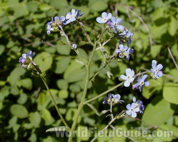 Top Of Plant in  Bloom<br>(Location of Picture: Cascades, Washington, USA, 2007)