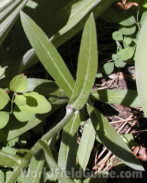 Leaf<br>(Location of Picture: Cascades, Washington, USA, 2007)