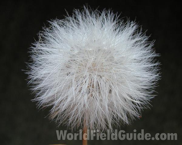 Seed Head<br>(Location of Picture: Sinlahekin, Washington, USA, 2007)