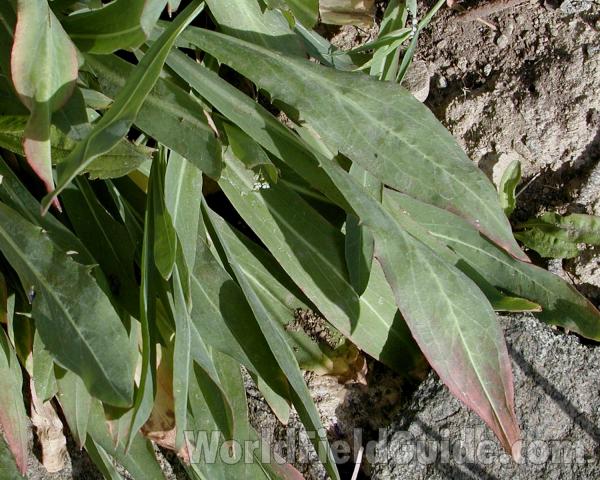 Leaves<br>(Location of Picture: Sinlahekin, Washington, USA, 2007)
