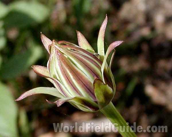 Prebloom<br>(Location of Picture: Sinlahekin, Washington, USA, 2007)
