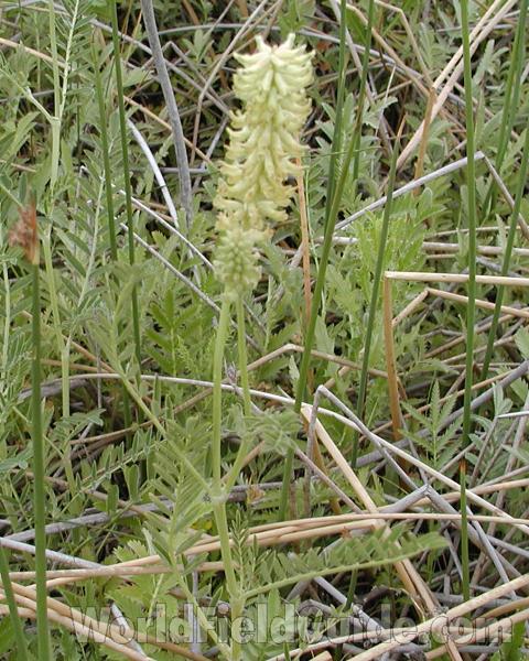 Habitat<br>(Location of Picture: Big Goose Lake, Wa, USA, 2007)