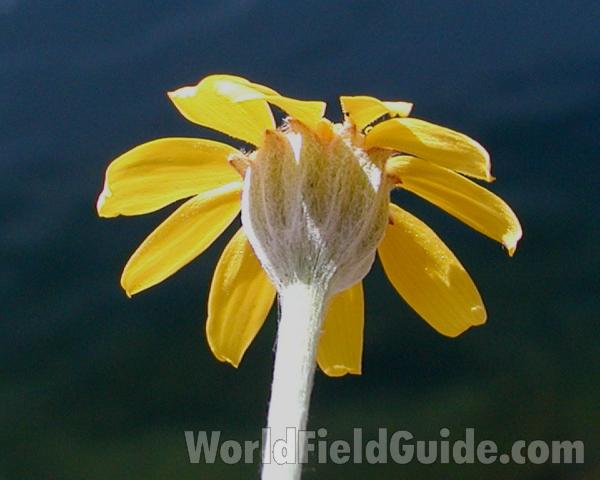 Flower - Rear View<br>(Location of Picture: Columbia River, Wa, USA, 2007)