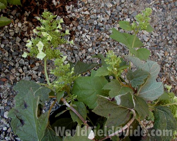 Top of Plant in  Bloom<br>(Location of Picture: Ornamental, Shady Creek, Wa, 2007)