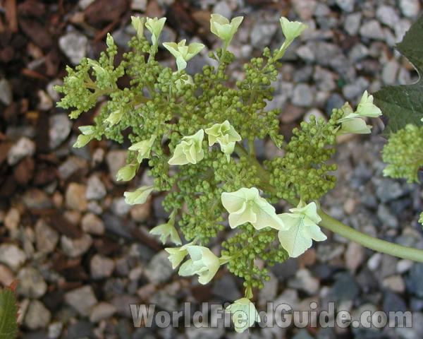 Racemes<br>(Location of Picture: Ornamental, Shady Creek, Wa, 2007)