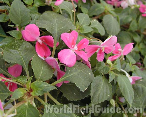 Flowers and Leaves<br>(Location of Picture: Ornamental, Shady Creek, Wa, 07)