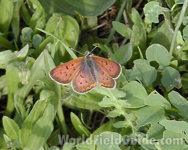 In Habitat<br>(Location of Picture: Columbia River, Wa, USA, 2007)