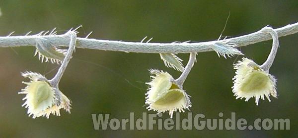 Seeds<br>(Location of Picture: Columbia River, Wa, USA, 2007)