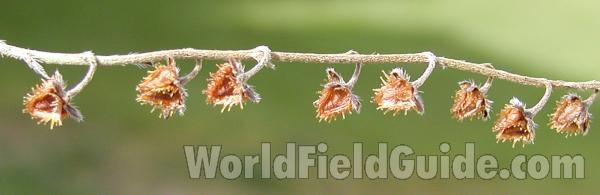 Seeds<br>(Location of Picture: Columbia River, Wa, USA, 2007)