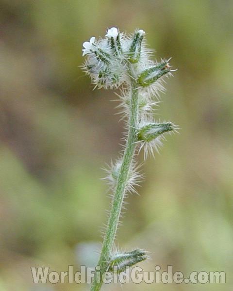 Stem