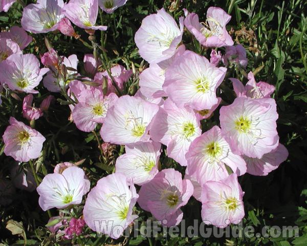 Garden View Of Pink Flower<br>(Location of Picture: Commercially Grown)