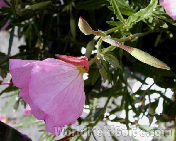 Pink Flower - Side View<br>(Location of Picture: Commercially Grown)