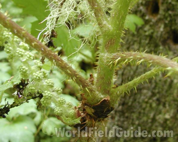 Prickly Stem<br>(Location of Picture: Mt Rainier, Wa, USA, 2007)