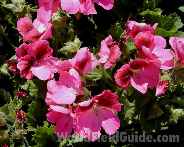 Garden View<br>(Location of Picture: Commercially Grown)