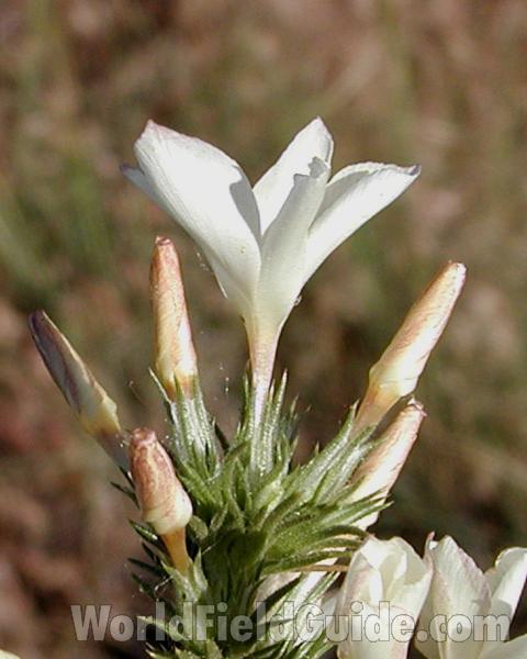 Flower - Side View<br>(Location of Picture: Okanogan, Washington, USA, 2007)