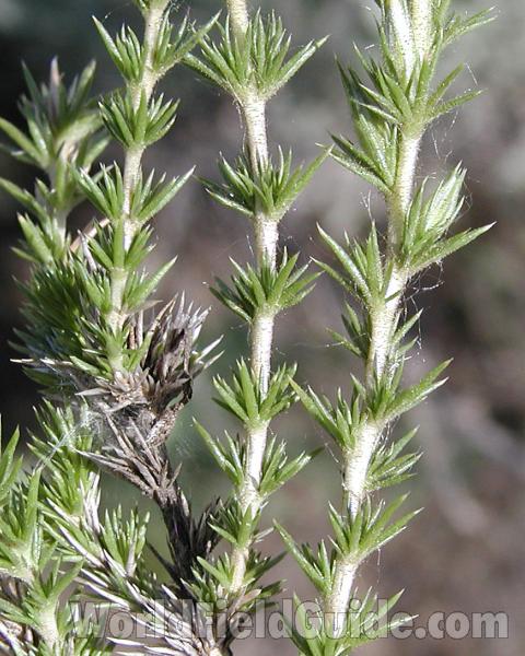 Leaves and Stems<br>(Location of Picture: Okanogan, Washington, USA, 2007)