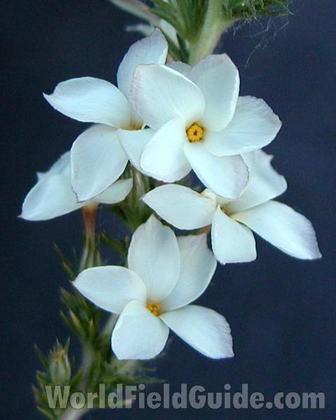 Flowers<br>(Location of Picture: Okanogan, Washington, USA, 2007)