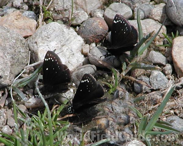 Habitat View<br>(Location of Picture: Columbia River, Washington, USA)