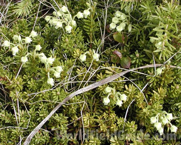 Habitat View #2<br>(Location of Picture: Mt Rainier, Washington, USA, 2007)