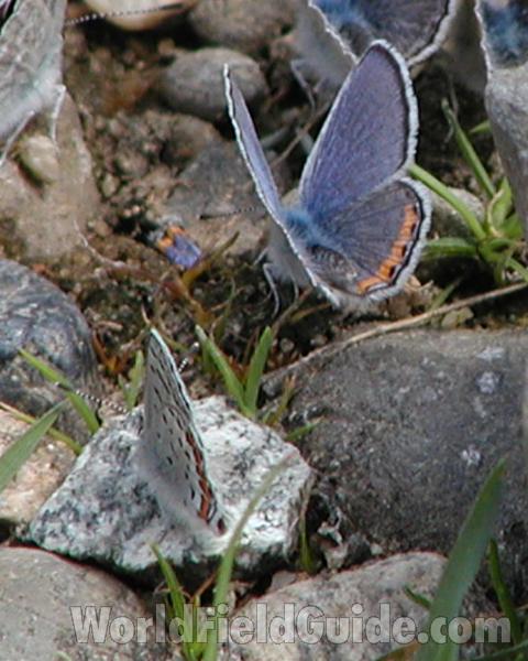 Male in  Habitat<br>(Location of Picture: Columbia River, Washington, USA, 07)