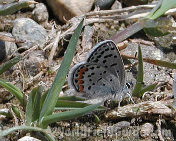 Ventral View in  Habitat<br>(Location of Picture: Columbia River, Washington, USA, 07)