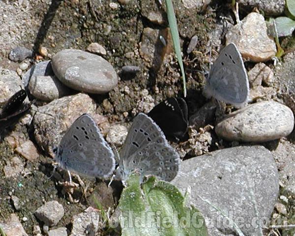 Close View - Ventral<br>(Location of Picture: Columbia River, Washington, USA, 07)