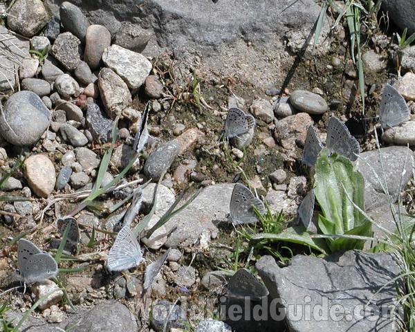 Habitat Showing A Dozen Examples<br>(Location of Picture: Columbia River, Washington, USA, 07)