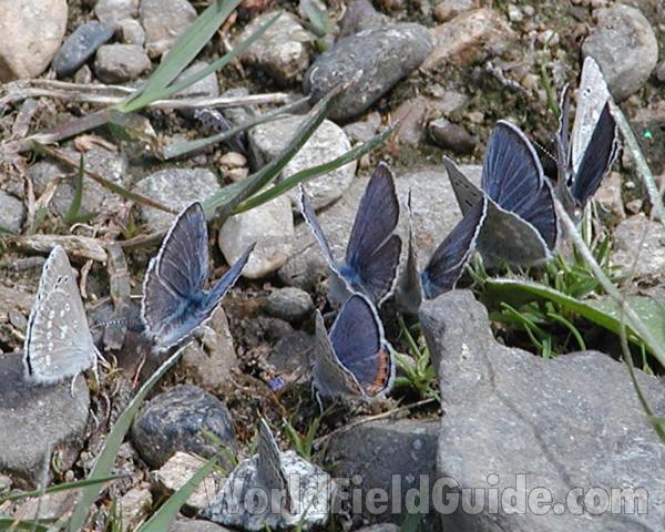Habitat - Dorsal Views<br>(Location of Picture: Columbia River, Washington, USA, 07)