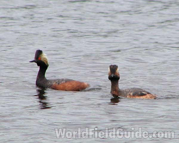 Pair, ssp californicus<br>(Location of Picture: Big Goose Lake, Washington, USA)