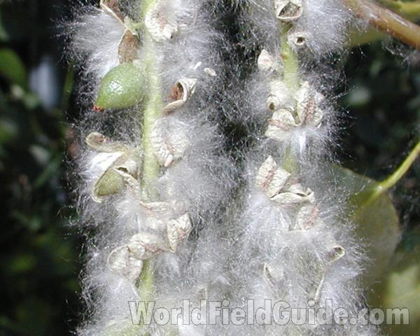 Seeds - Close View<br>(Location of Picture: Near Okanogan River, 2007)