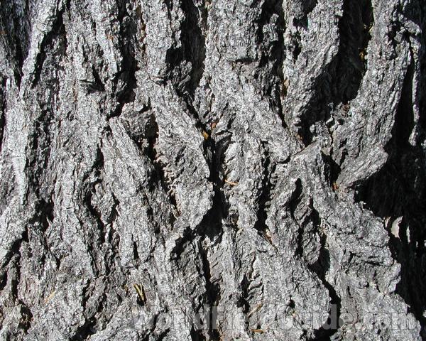 Bark<br>(Location of Picture: Near Okanogan River, 2007)