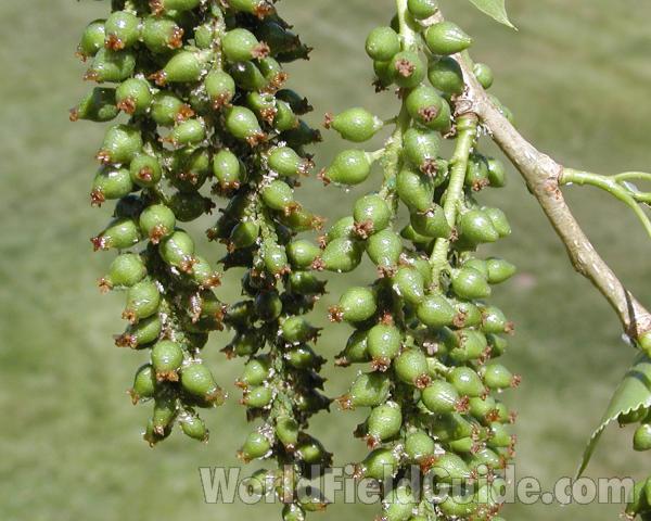 Fruits - Close View<br>(Location of Picture: Near Okanogan River, 2007)