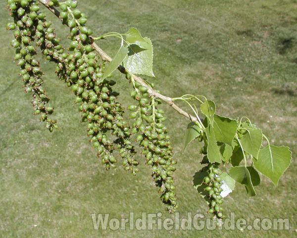 Fruits and Leaves<br>(Location of Picture: Near Okanogan River, 2007)