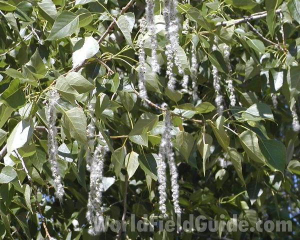 Seeds and Leaves<br>(Location of Picture: Near Okanogan River, 2007)