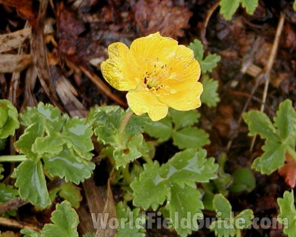 Flower and Leaves<br>(Location of Picture: Mt Rainier, Washington, USA)