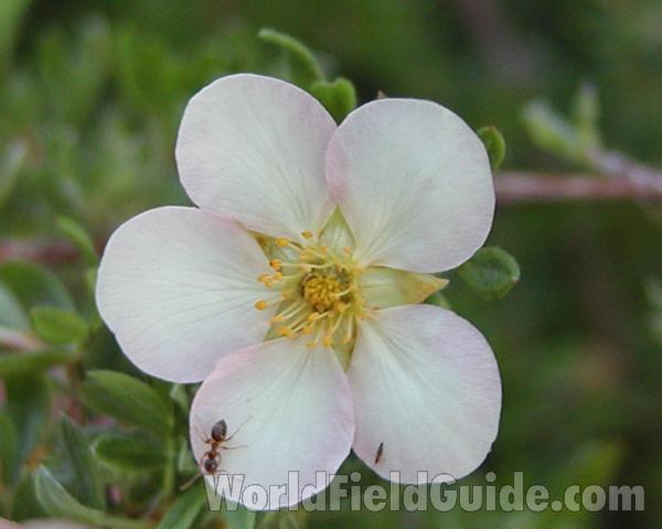 Flower - Close View<br>(Location of Picture: Okanogan, Wa, USA, 2007)