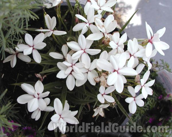 White Flowers<br>(Location of Picture: Commercially Grown)