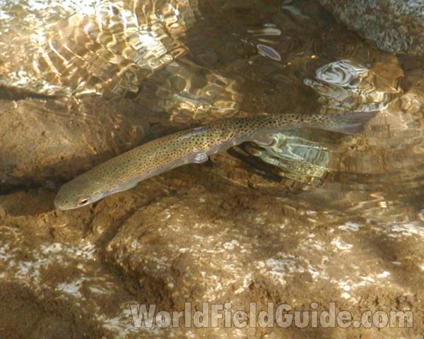 In Habitat<br>(Location of Picture: Salmon Creek, Washington, USA, 07)