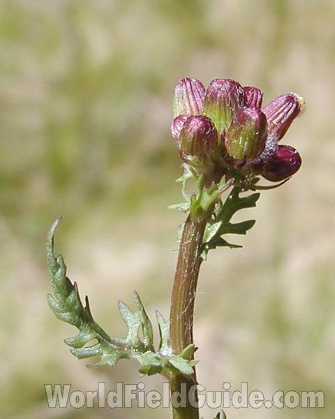 Pre Bloom<br>(Location of Picture: Washington, USA, 2007)