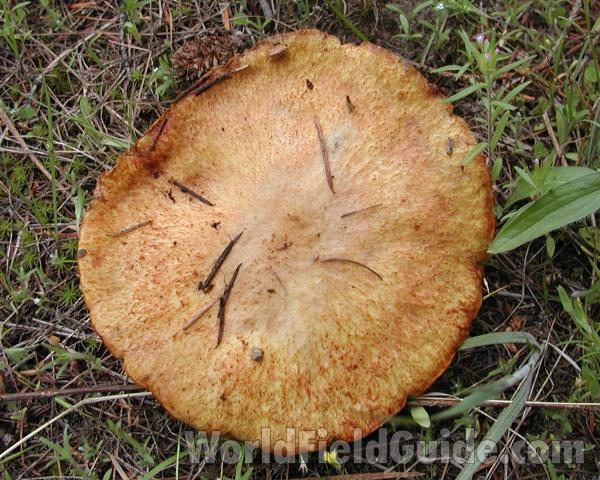 Dorsal View<br>(Location of Picture: Conconully, Washington, USA, 2007)