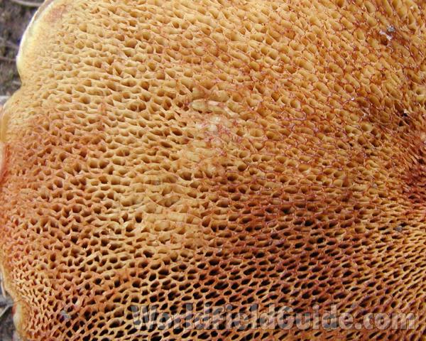Pores - Close View<br>(Location of Picture: Conconully, Washington, USA, 2007)