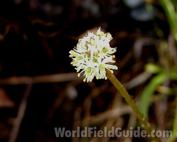 Flower Head<br>(Location of Picture: Cascade Mountains, Wa, USA, 2007)