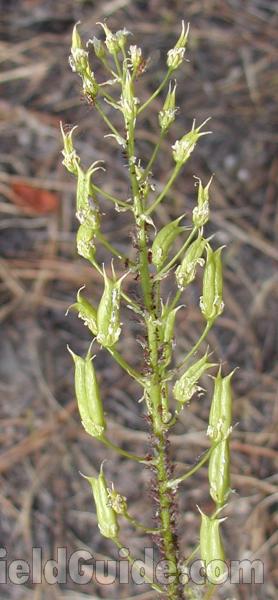 Seed Heads<br>(Location of Picture: Okanogan, Wa, USA, 2007)
