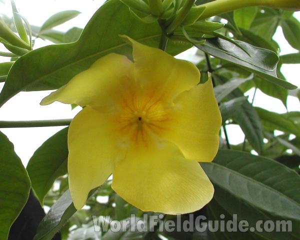 Flower - Front View<br>(Location of Picture: Conservatory, Seattle, Wa, USA, 07)