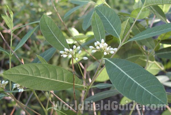Top Of Plant in  Bloom<br>(Location of Picture: Okanogan, Washington, USA, 2007)