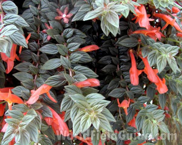 Flowers and Leaves<br>(Location of Picture: Conservatory, Seattle, Wa, USA, 07)