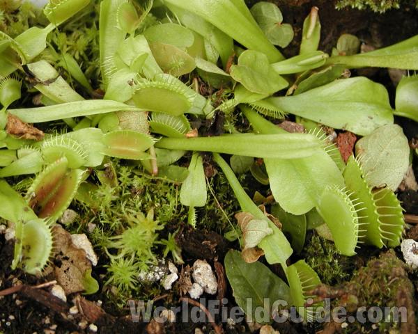 Leaves<br>(Location of Picture: Greenhouse, Washington, USA, 2007)