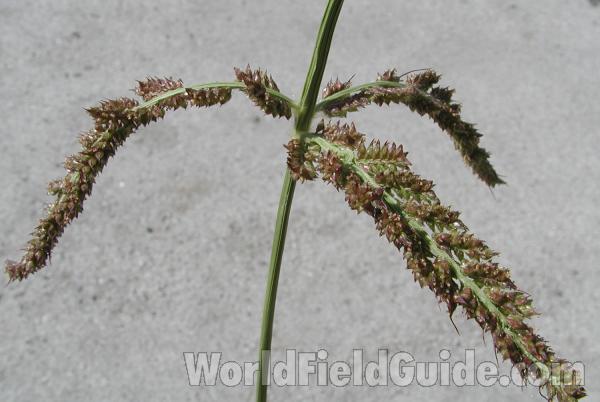 Racemes<br>(Location of Picture: Omak, Washington, USA, 2007)