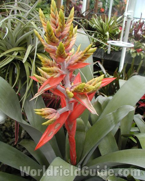 Top Of Plant in  Bloom<br>(Location of Picture: Conservatory, Seattle, Wa, USA, 07)